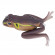 Лягушка KAHARA Diving #02 JP Brown Frog